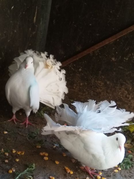  - Porumbeii mei voltati albi