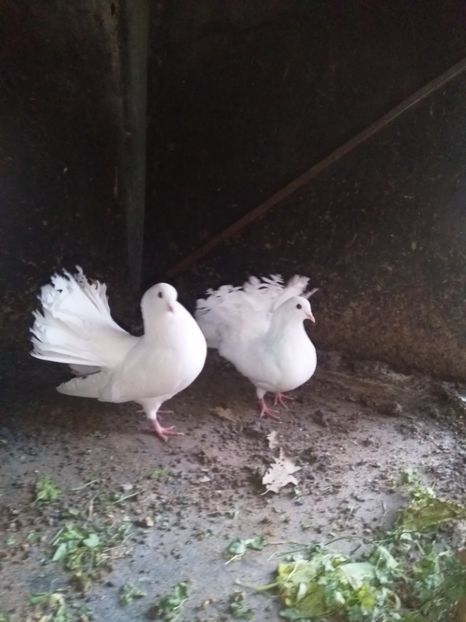  - Porumbeii mei voltati albi