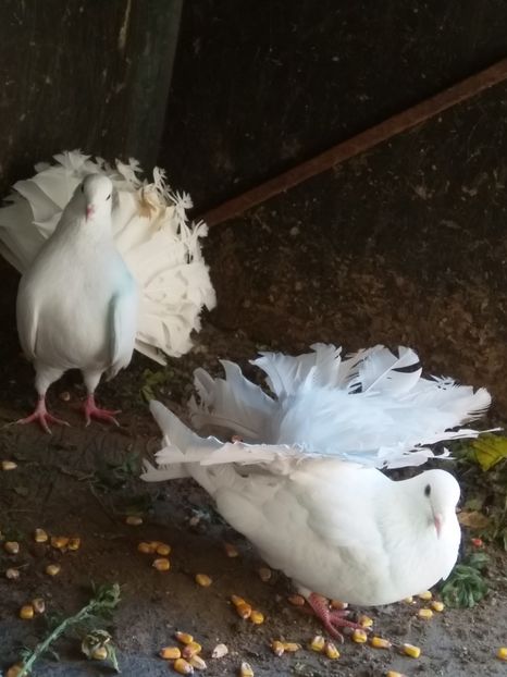  - Porumbeii mei voltati albi