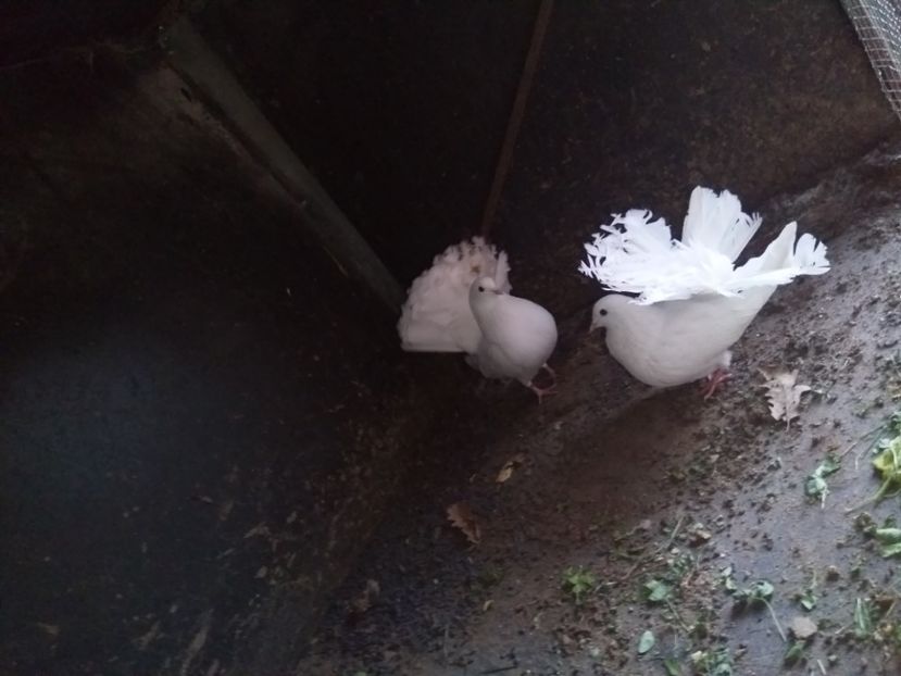  - Porumbeii mei voltati albi