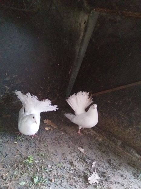  - Porumbeii mei voltati albi