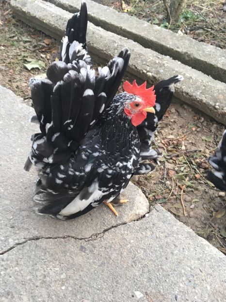 9689265F-A481-44C1-95FC-4B5FA42B5D62 - Păsări Chabo Bobat de Vânzare 2018