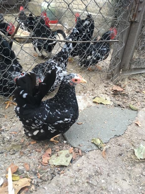 948CB9DB-0692-4674-8A90-E269BB4D6041 - Păsări Chabo Bobat de Vânzare 2018