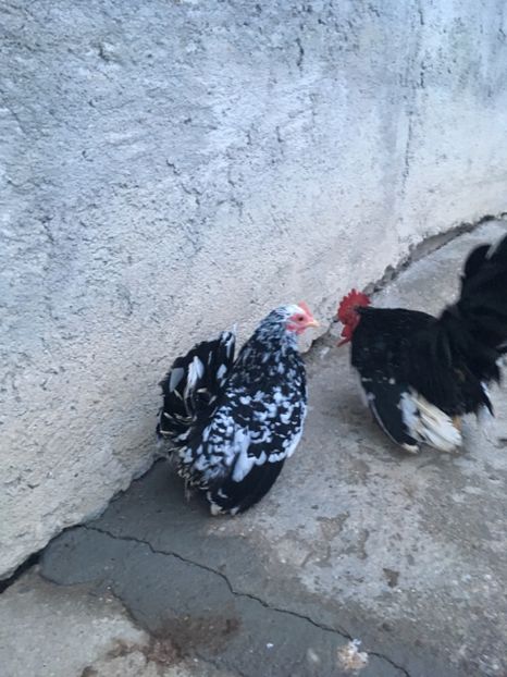 46A3781C-0C96-4C73-BC4A-09E31F05D36F - Păsări Chabo Bobat de Vânzare 2018