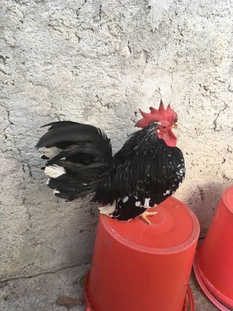 10B48274-F572-435E-BF88-3DF7B3EFAEE3 - Păsări Chabo Bobat de Vânzare 2018