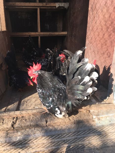 0B96B36F-4008-4BBB-937C-2167443BAE98 - Păsări Chabo Bobat de Vânzare 2018