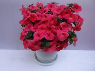 george houche - George Houche-erika 76