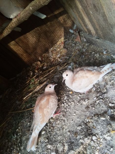 Pui 2018 - turturelele mele razatoare