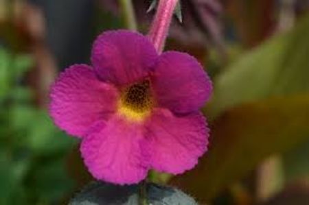 harry williams - Harry Williams-erika 76