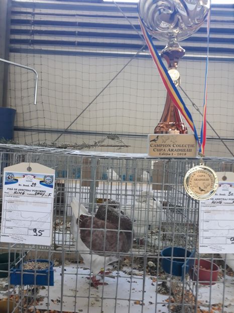 campion de colecție / 0-1 2017 / king - Rezultate laExpoziția Cupa Aradului 2018