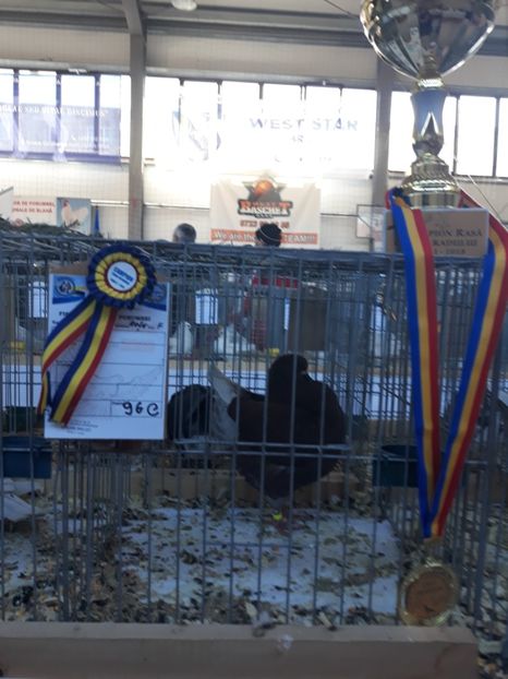 campion la rasă  0-1 2017 king - Rezultate laExpoziția Cupa Aradului 2018