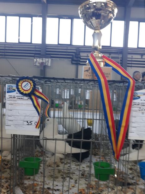 campion la rasă / 0-1 2018 / voltat indian - Rezultate laExpoziția Cupa Aradului 2018