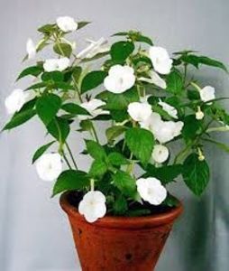 himalayan angel - Himalayan Angel-erika 76