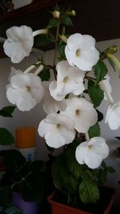 himalayan angel - Himalayan Angel-erika 76