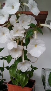 himalayan angel - Himalayan Angel-erika 76