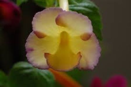 hugues aufray - Hugus Aufray-erika 76