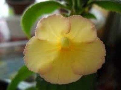 hugues aufray - Hugus Aufray-erika 76