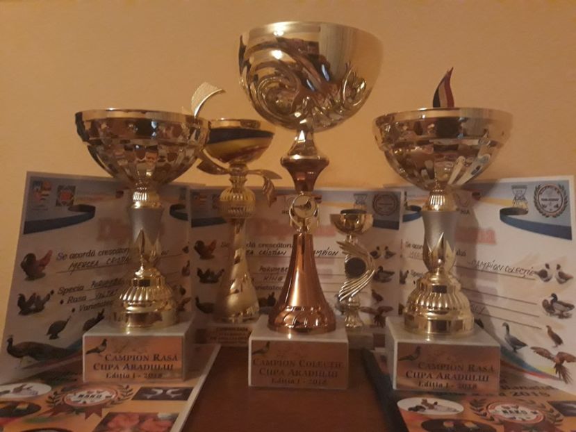  - Rezultate laExpoziția Cupa Aradului 2018