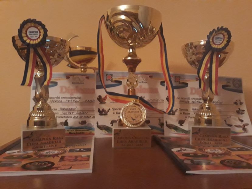  - Rezultate laExpoziția Cupa Aradului 2018