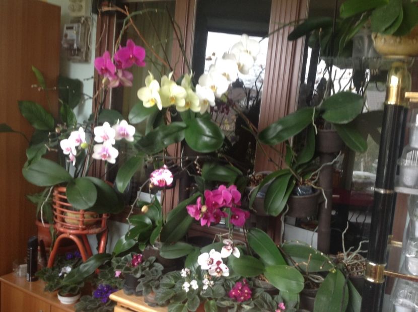  - Violete de colecție cand nu poti sa te oprești 2018aprilie