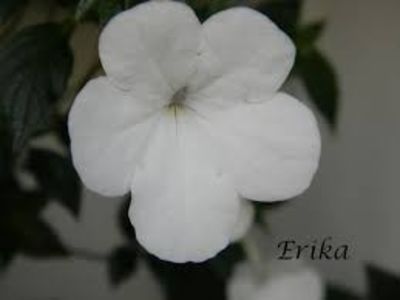 jay dee large white - Jay Dee Large White-erika 76