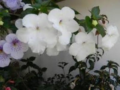 jay dee large white - Jay Dee Large White-erika 76