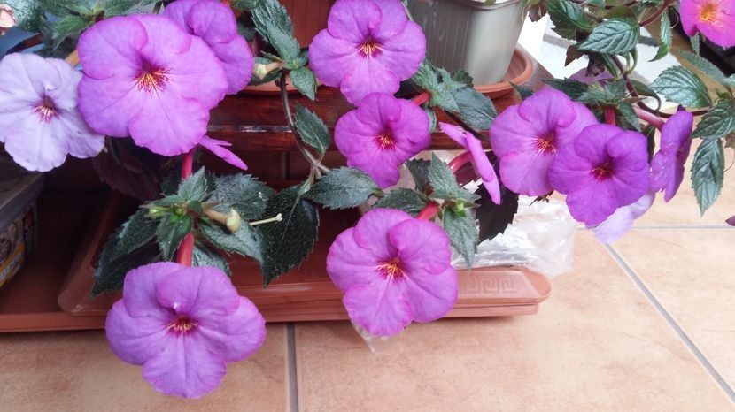 klaus neubner - Klaus Neubner-nataliadinca