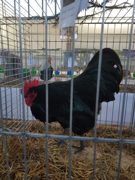  - Rezultatele obținute la expozitia județiană Cupa Fauna Aradeana