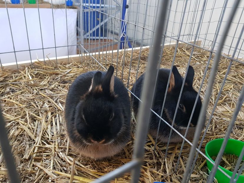  - Rezultatele obținute la expozitia județiană Cupa Fauna Aradeana