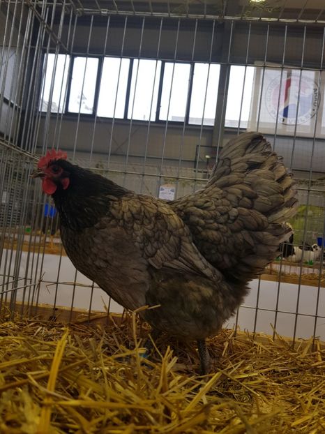  - Rezultatele obținute la expozitia județiană Cupa Fauna Aradeana