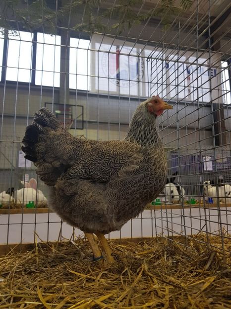  - Rezultatele obținute la expozitia județiană Cupa Fauna Aradeana