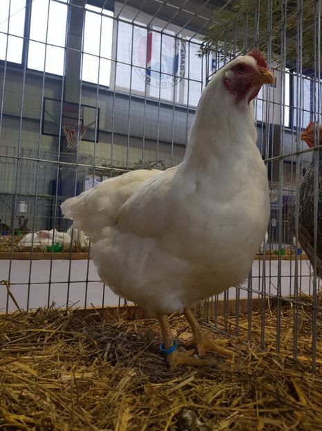  - Rezultatele obținute la expozitia județiană Cupa Fauna Aradeana