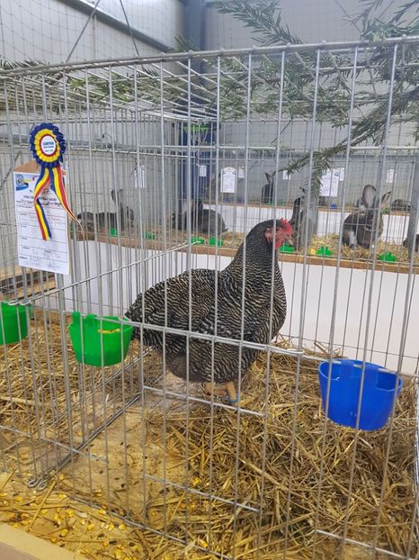 - Rezultatele obținute la expozitia județiană Cupa Fauna Aradeana
