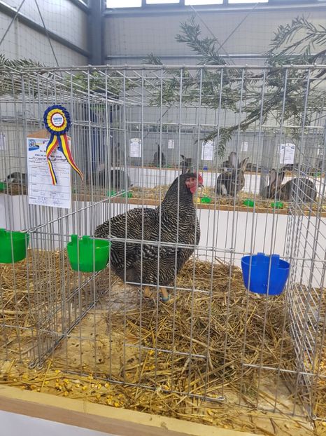  - Rezultatele obținute la expozitia județiană Cupa Fauna Aradeana