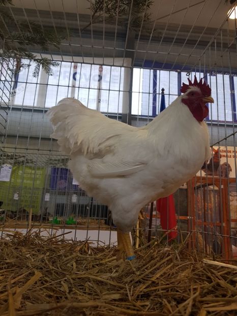  - Rezultatele obținute la expozitia județiană Cupa Fauna Aradeana