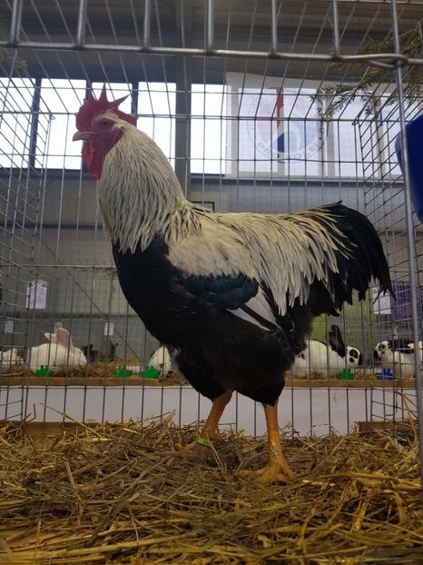  - Rezultatele obținute la expozitia județiană Cupa Fauna Aradeana