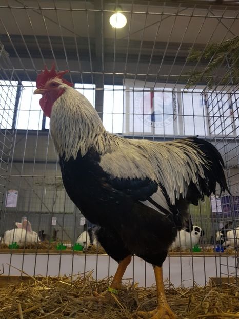  - Rezultatele obținute la expozitia județiană Cupa Fauna Aradeana