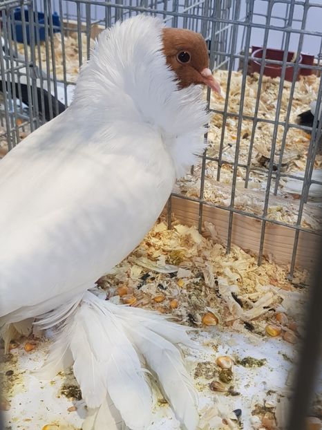  - Rezultatele obținute la expozitia județiană Cupa Fauna Aradeana