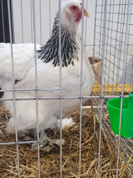  - Rezultatele obținute la expozitia județiană Cupa Fauna Aradeana