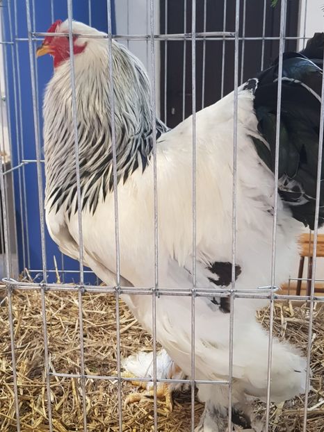  - Rezultatele obținute la expozitia județiană Cupa Fauna Aradeana