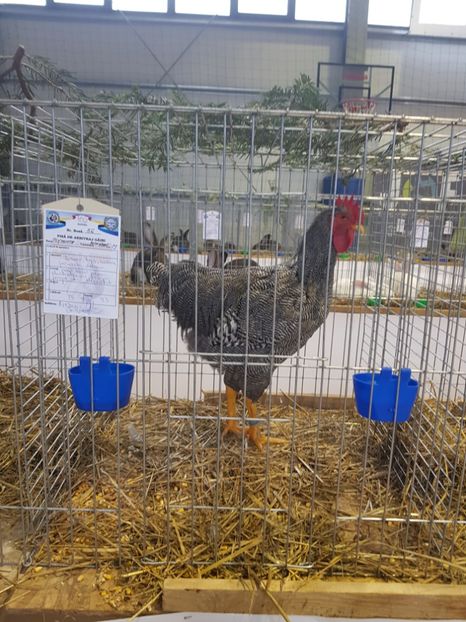  - Rezultatele obținute la expozitia județiană Cupa Fauna Aradeana