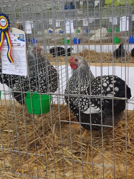  - Rezultatele obținute la expozitia județiană Cupa Fauna Aradeana