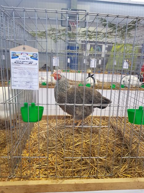  - Rezultatele obținute la expozitia județiană Cupa Fauna Aradeana
