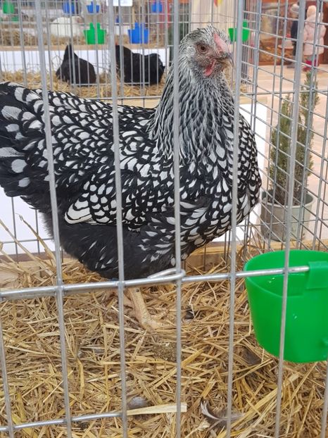 - Rezultatele obținute la expozitia județiană Cupa Fauna Aradeana