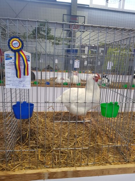 - Rezultatele obținute la expozitia județiană Cupa Fauna Aradeana