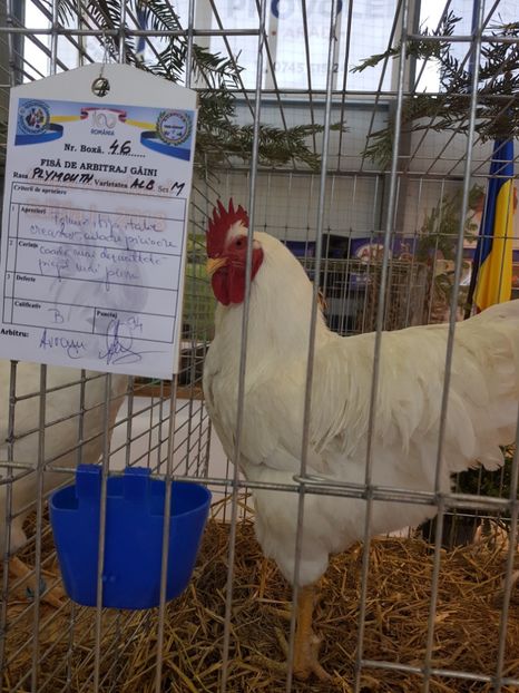  - Rezultatele obținute la expozitia județiană Cupa Fauna Aradeana