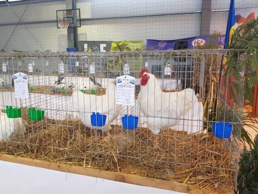  - Rezultatele obținute la expozitia județiană Cupa Fauna Aradeana