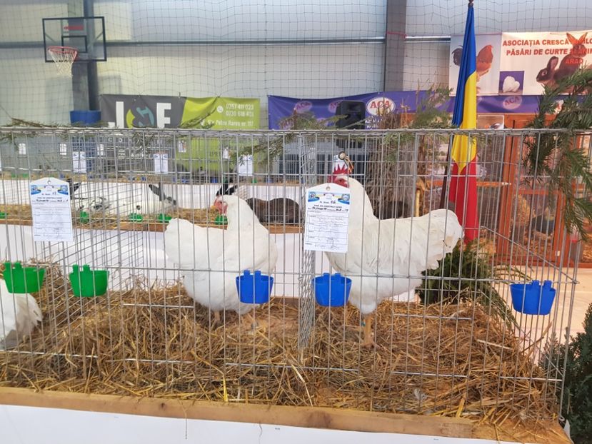  - Rezultatele obținute la expozitia județiană Cupa Fauna Aradeana