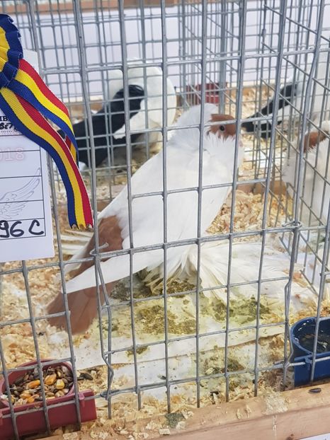  - Rezultatele obținute la expozitia județiană Cupa Fauna Aradeana