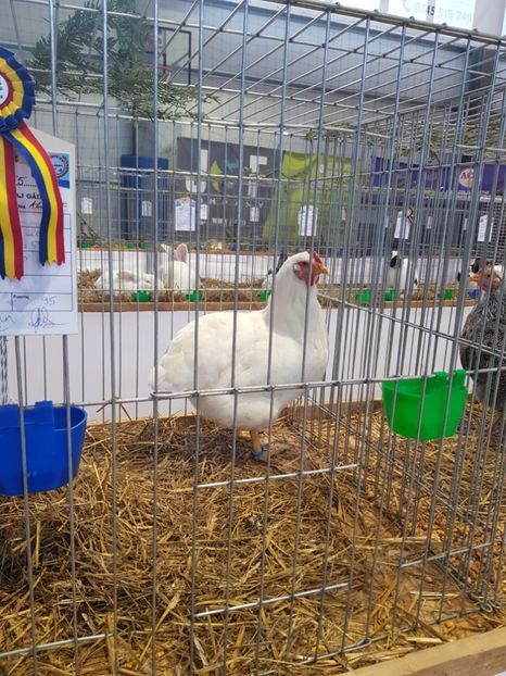  - Rezultatele obținute la expozitia județiană Cupa Fauna Aradeana